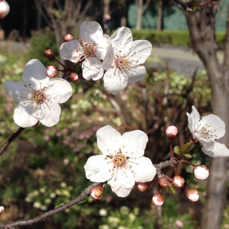 483730_10152626556140389_401925300_n